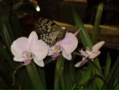 Фотография Самойловой Светланы