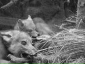 Светлана Крылова фотография #7 (источник - https://vk.com/id42390)