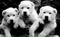 Дос Гумин фотография #36 (источник - https://vk.com/id15644077)