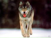 Фотография Агапова Кирилла