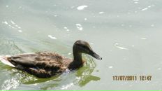 Наталія Торчинська фотография #30 (источник - https://vk.com/id11291283)