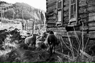 Фотография Никитина Катя