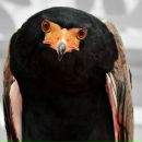 Фотография Афанасьева Алексея