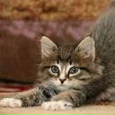 Фотография Пановой Екатерины