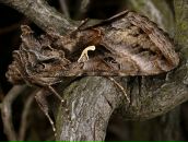 Muddy Lady фотография #29 (источник - https://vk.com/id4768656)