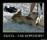 Фотография Energy Baa