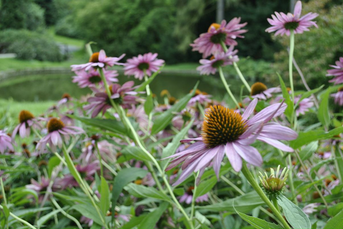 Lenka Bashirova фотография #37