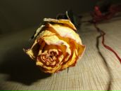 Фотография Арабей Татьяны