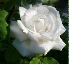 Іван Руднік фотография #26 (источник - https://vk.com/id113826045)