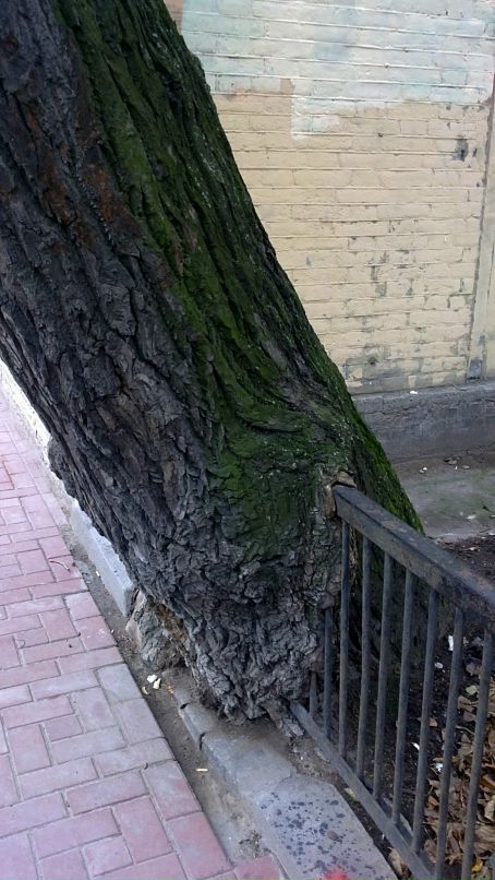 Константин Чиняев фотография #5