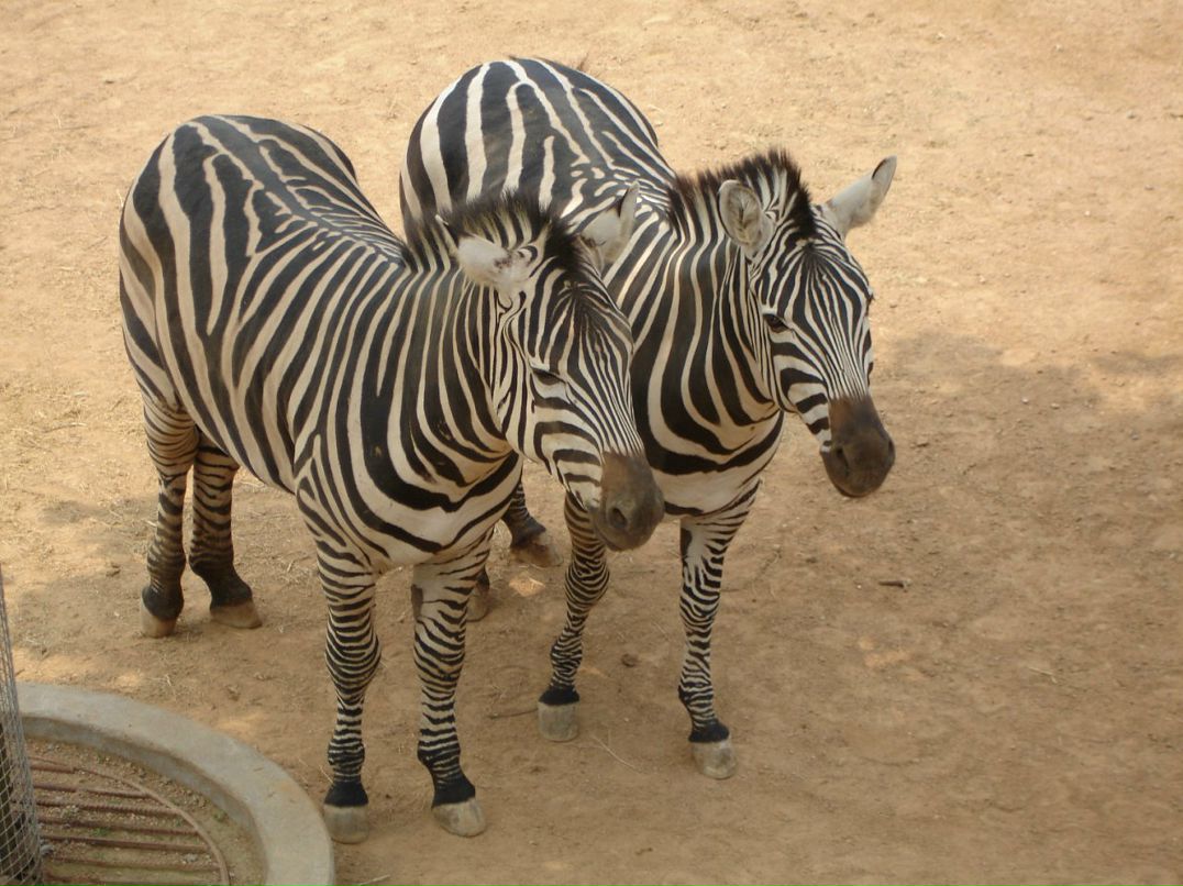 Дмитрий Тимохин фотография #45