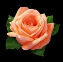 Фотография Сыренщиковой Елены