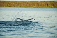 Фотография Богомазова Дмитрия