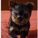 Діана Береза фотография #28 (источник - https://vk.com/id157656163)