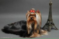 Фотография Тихомировой Светланы