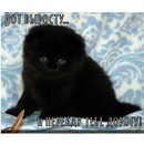 Іванка Хома фотография #4 (источник - https://vk.com/id142179177)