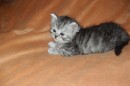 Кот Салтыков фотография #11 (источник - https://vk.com/id82408447)