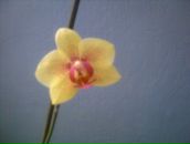 Фотография Ковалевой Марии