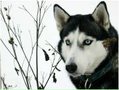 Фотография Горелов Виктор