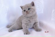 Фотография Малышевой Светланы