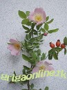 Крістіна Коваленко фотография #2 (источник - https://vk.com/id68407303)