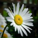 Фотография Позывайло Тани