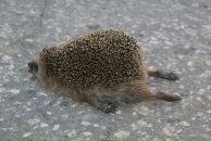 Фотография Бойчук Анны