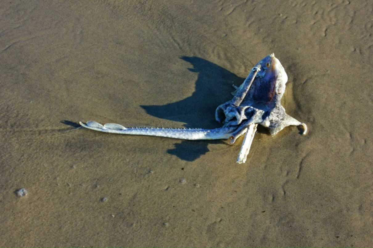 Глеб Петров фотография #30