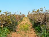 Фотография Антара Антара