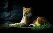 Фотография Дольского Сергея