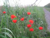 Анна Шульце фотография #50 (источник - https://vk.com/id471745)