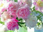 Галина Абрамчук фотография #20 (источник - https://vk.com/id8309770)